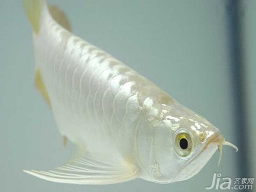 白色的龍魚長(zhǎng)什么樣圖片