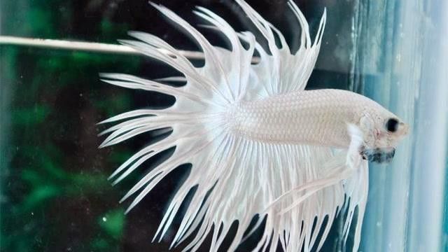 白色的龍魚長(zhǎng)什么樣圖片