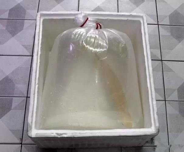 白色的龍魚長(zhǎng)什么樣圖片