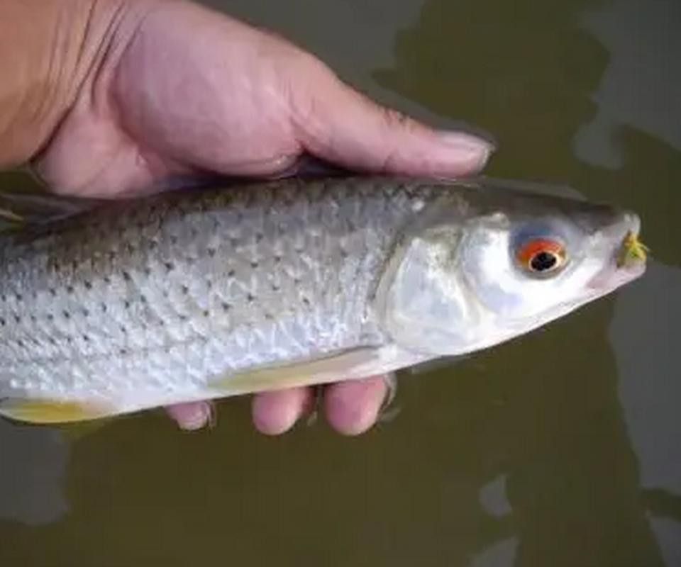 白色的龍魚長(zhǎng)什么樣圖片