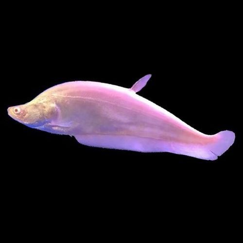 白色的龍魚長(zhǎng)什么樣圖片