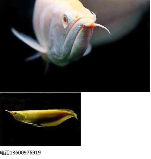 白色的龍魚長(zhǎng)什么樣圖片