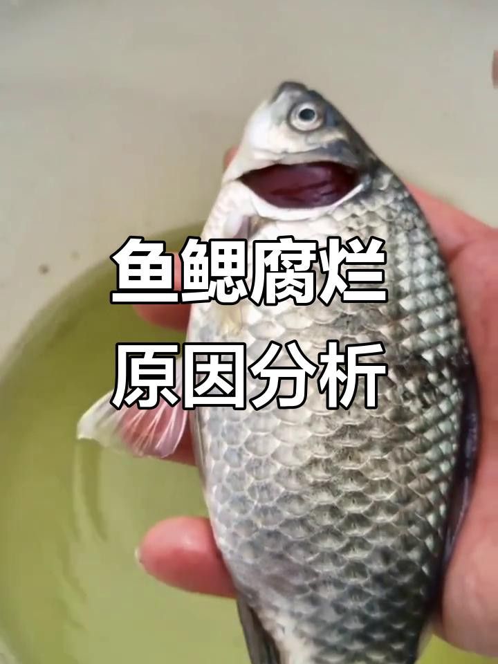 如何判斷龍魚鰓蓋小洞是否感染？