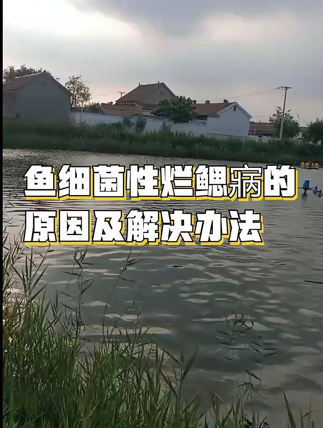 如何判斷龍魚鰓蓋小洞是否感染？