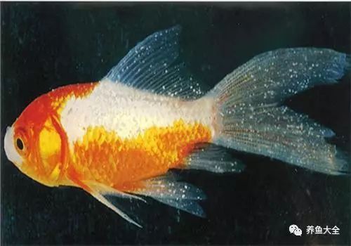 如何判斷龍魚鰓蓋小洞是否感染？