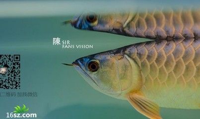 龍魚慢養(yǎng)和壓養(yǎng)的區(qū)別是什么龍魚慢養(yǎng)和壓養(yǎng)的區(qū)別是什么：龍魚慢養(yǎng)和壓養(yǎng)的區(qū)別