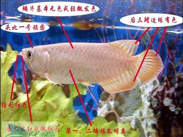 號半紅龍的起源