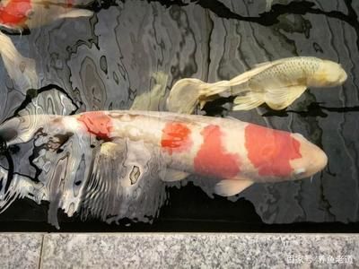 龍魚一周不喂行不行：龍魚一周不喂食可行嗎？ 龍魚一周不喂行不行：龍魚一周不喂食可行嗎？ 龍魚百科