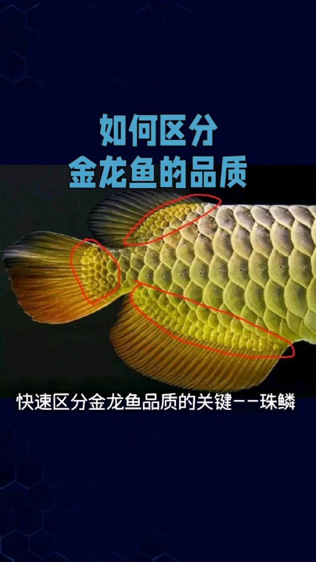如何挑選金龍魚品相？