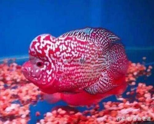 銀龍魚單養一條好嗎