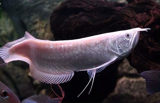 銀龍魚單養一條好嗎