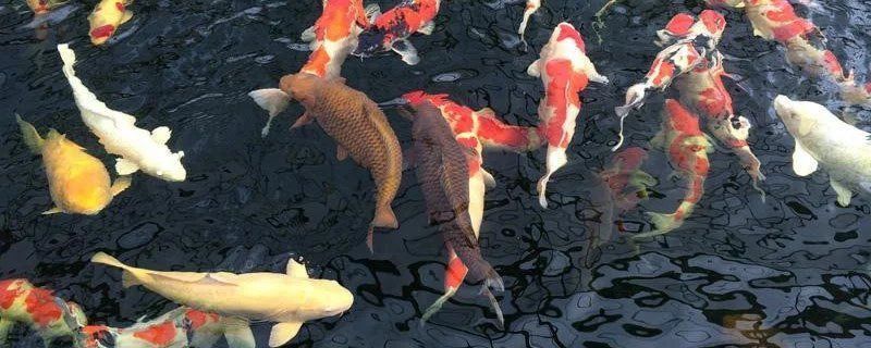 錦鯉有幾種品種