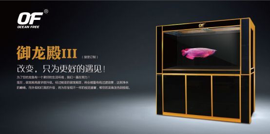 龍魚能用led燈嗎怎么用：led燈對龍魚發色的影響