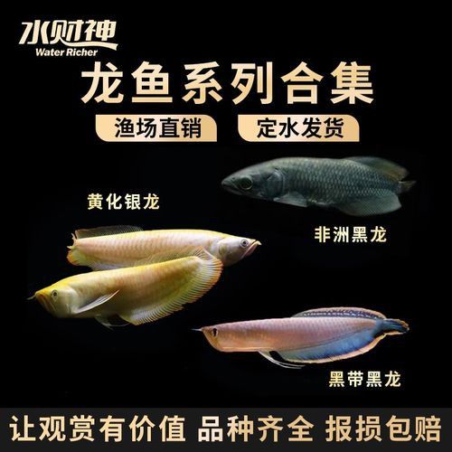 哪里可以購買到星點龍魚？