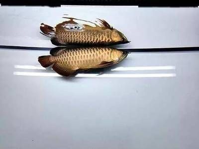 什么人不適合養(yǎng)龍魚蝦：不適合養(yǎng)龍魚蝦的人群