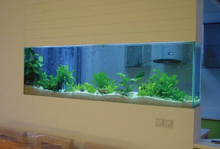 紅龍魚吃什么上色快又好養活（紅龍魚吃什么上色快又好養活呢）