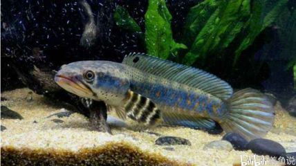 龍魚的智商相當(dāng)于人類幾歲：金龍魚的智商相當(dāng)于人類5歲左右，