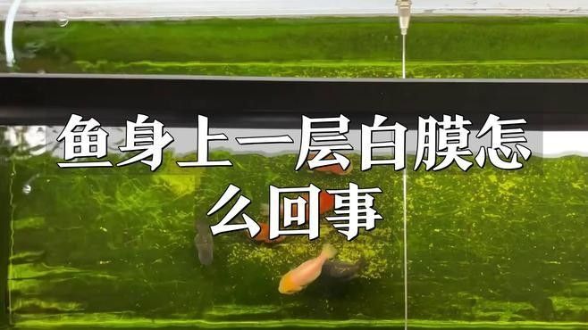 龍魚身上一層白色的膜怎么回事