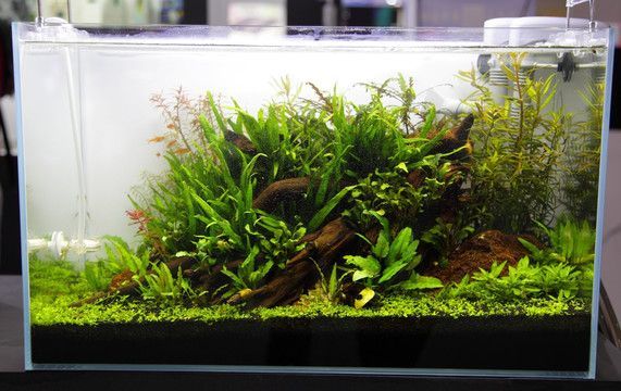 金龍魚(yú)造景圖：金龍魚(yú)的造景圖