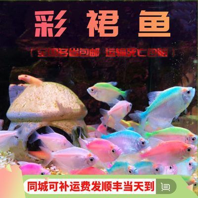 虎皮魚和曼龍魚能一起養嗎【如何判斷虎皮魚和曼龍魚是否適合混養】
