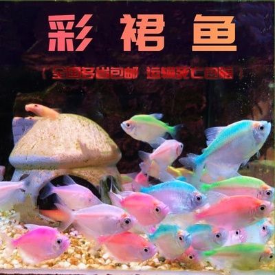 虎皮魚和曼龍魚能一起養嗎【如何判斷虎皮魚和曼龍魚是否適合混養】