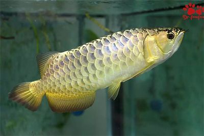 印尼金龍魚(yú)批發(fā)市場(chǎng)在哪里有：了解印尼金龍魚(yú)批發(fā)市場(chǎng)的具體位置和具體位置