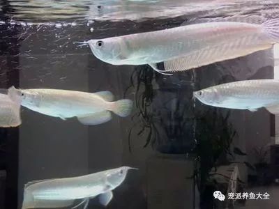 龍魚燈光太強會怎么樣：龍魚燈光太強會對龍魚產生不利影響，龍魚燈光太強會怎么樣