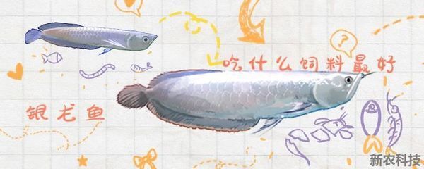 銀龍魚活餌與合成餌對(duì)比：銀龍魚活餌與合成餌的對(duì)比 銀龍魚活餌與合成餌對(duì)比：銀龍魚活餌與合成餌的對(duì)比 龍魚百科 第1張