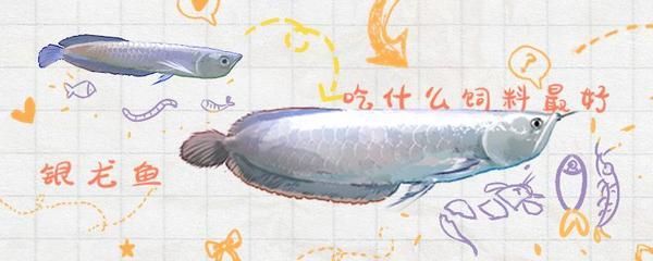 銀龍魚活餌與合成餌對(duì)比：銀龍魚活餌與合成餌的對(duì)比 銀龍魚活餌與合成餌對(duì)比：銀龍魚活餌與合成餌的對(duì)比 龍魚百科 第2張