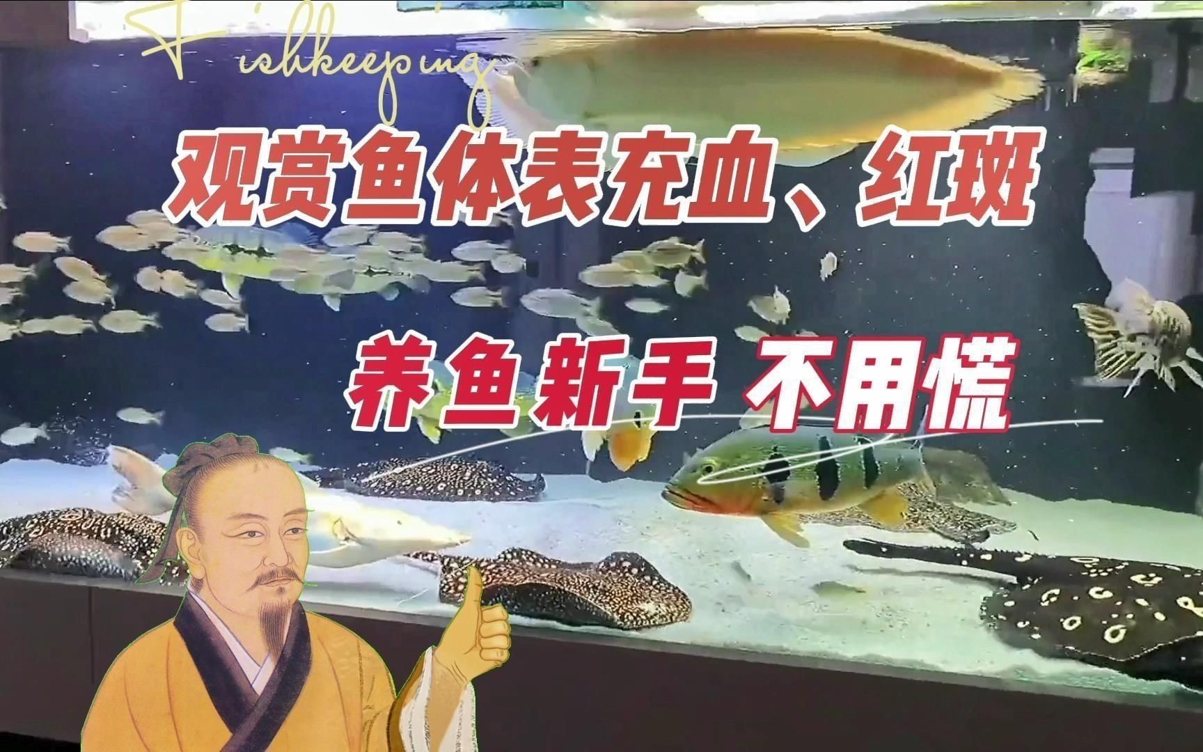 魚身體滲血發(fā)紅會自愈嗎？