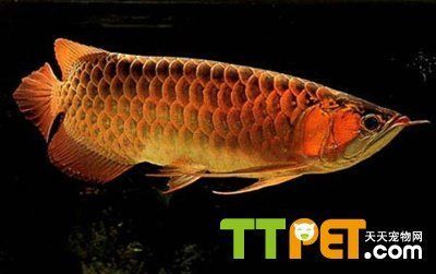 布奇美拉龍魚好嗎怎么養：布奇美拉龍魚的養護方法