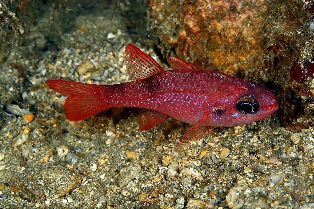 六角恐龍魚可以吃饅頭嗎