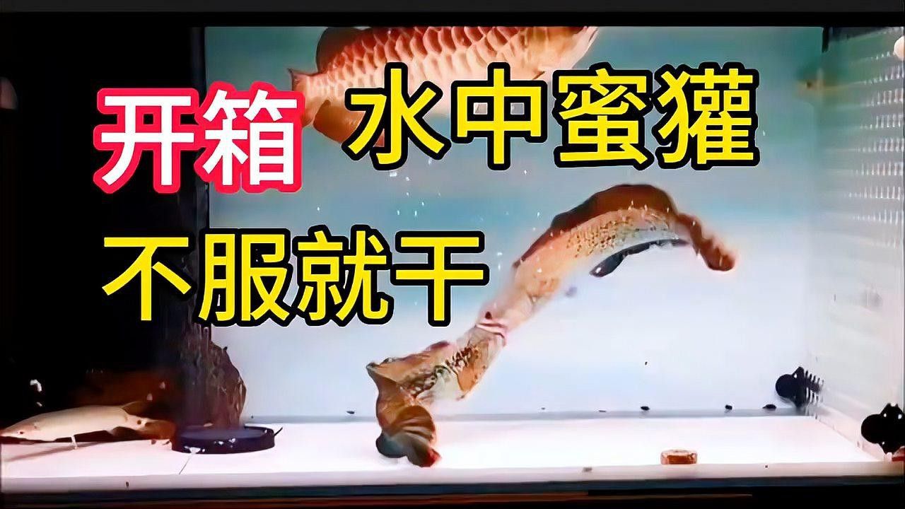 如何判斷雷龍魚是否適應新水 如何判斷雷龍魚是否適應新水 龍魚百科 第4張