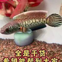如何判斷雷龍魚是否適應新水 如何判斷雷龍魚是否適應新水 龍魚百科 第11張