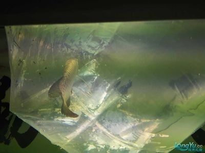 龍魚缸里配什么魚最好看：龍魚缸中配什么魚最好看取決于個人偏好和魚缸的大小 龍魚缸里配什么魚最好看：龍魚缸中配什么魚最好看取決于個人偏好和魚缸的大小 龍魚百科 第4張