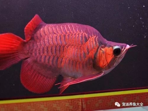泗水紅龍魚的價格范圍是多少？