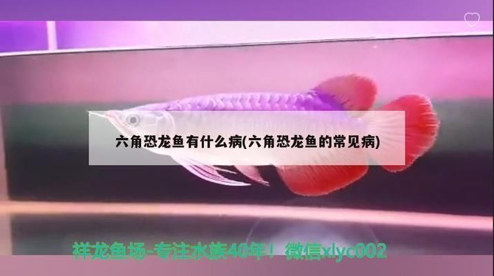 六角恐龍魚死了：六角恐龍魚因疾病死亡