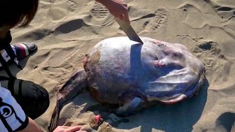 六角恐龍魚死了：六角恐龍魚因疾病死亡
