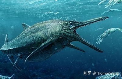 魚龍喂什么：關于魚龍的進化 魚龍喂什么：關于魚龍的進化 龍魚百科