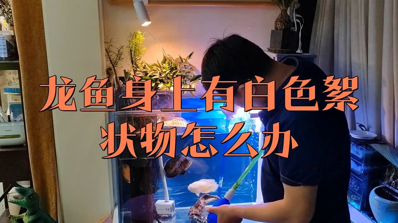 火龍魚身上有白膜是什么病