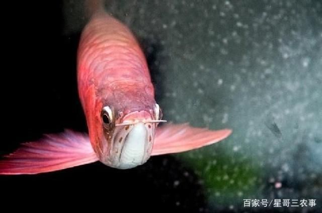 金龍魚和龍魚的區別在哪里，金龍魚與龍魚的區別