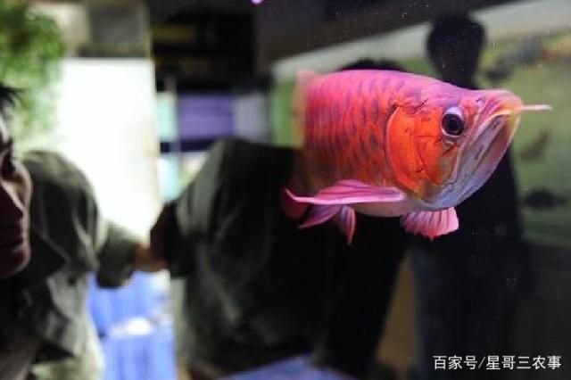 金龍魚和龍魚的區別在哪里，金龍魚與龍魚的區別