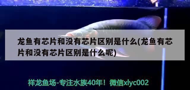 龍魚有芯片和沒有芯片區別：如何辨別龍魚芯片真偽無芯片龍魚的市場現狀