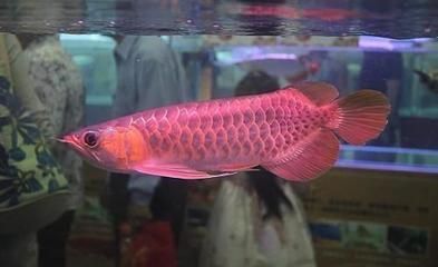 給龍魚起什么名才好聽點（龍魚好聽的名字） 給龍魚起什么名才好聽點（龍魚好聽的名字） 龍魚百科 第2張