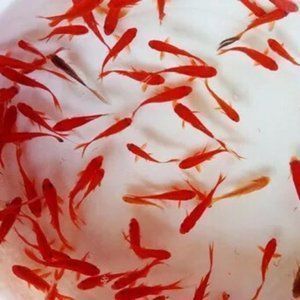 紅龍魚(yú)吃飼料嗎？，紅龍魚(yú)飼料與活食搭配比例