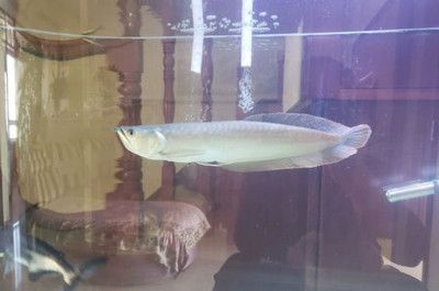 銀龍魚喂養頻率與成長關系：銀龍魚的喂養頻率與成長