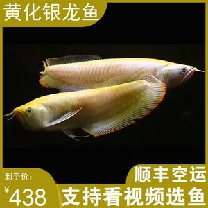 雪龍魚疾病早期識別方法：雪龍魚疾病早期識別