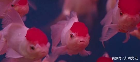龍魚是熱帶魚魚嘛還是海魚:如何區分金龍魚和紅龍魚 龍魚百科 第3張 龍魚是熱帶魚魚嘛還是海魚:如何區分金龍魚和紅龍魚 龍魚是熱帶魚魚嘛還是海魚:如何區分金龍魚和紅龍魚 龍魚百科 第3張