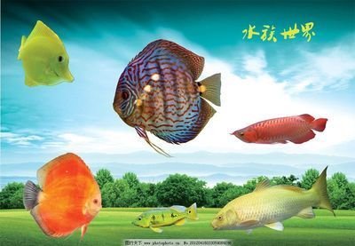 龍魚是熱帶魚魚嘛還是海魚:如何區分金龍魚和紅龍魚 龍魚百科 第1張 龍魚是熱帶魚魚嘛還是海魚:如何區分金龍魚和紅龍魚 龍魚是熱帶魚魚嘛還是海魚:如何區分金龍魚和紅龍魚 龍魚百科 第1張