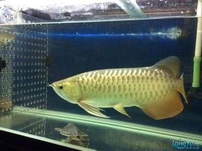 龍魚多長時間下崽：如何判斷龍魚是否性成熟，提高龍魚繁殖成功率的方法 龍魚多長時間下崽：如何判斷龍魚是否性成熟，提高龍魚繁殖成功率的方法 龍魚百科 第3張